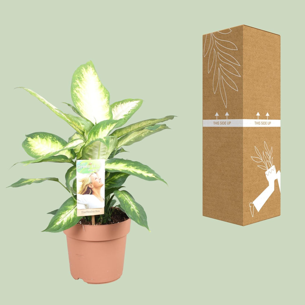 Dieffenbachia Camilla – Ø17 cm, 45 cm hoog