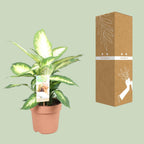 Dieffenbachia Camilla – Ø17 cm, 45 cm hoog