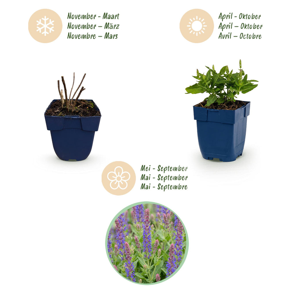 Salvia nemorosa 'Sense Deep Blue' (Salbei) – violett – Ø 11 cm, 15–25 cm hoch – Bild 4