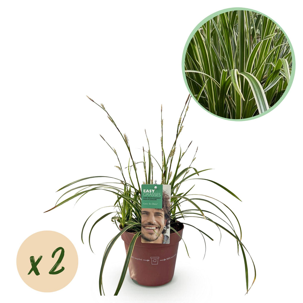 Carex morrowii 'Ice Dance' (Segge) – 2 Pflanzen, Ø 17 cm, 50 cm hoch