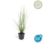 Pennisetum alopecuroides 'Hameln' (fountain grass) – 60 plants, Ø9 cm, 10–25 cm high