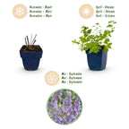 Nepeta faassenii 'Walker’s Low' (menthe-des-chats) – bleu – 24 plantes, Ø11 cm, 15–25 cm de haut