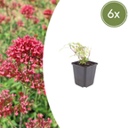 Centranthus ruber 'Coccineus' (spoorbloem) – 6 planten, Ø9 cm, 10–25 cm hoog