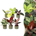 6× Philodendron nain en famille, y compris Linnea Olive – Ø 6 cm, 10 à 15 cm de haut