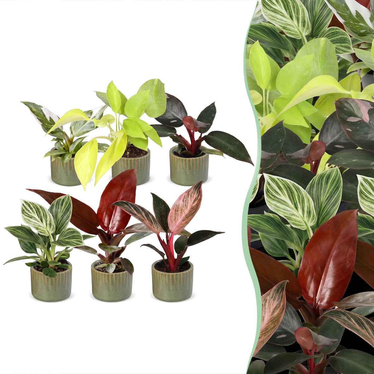 6× Baby Philodendron Family inkl. Linnea Olive – Ø6 cm, 10–15 cm hoch