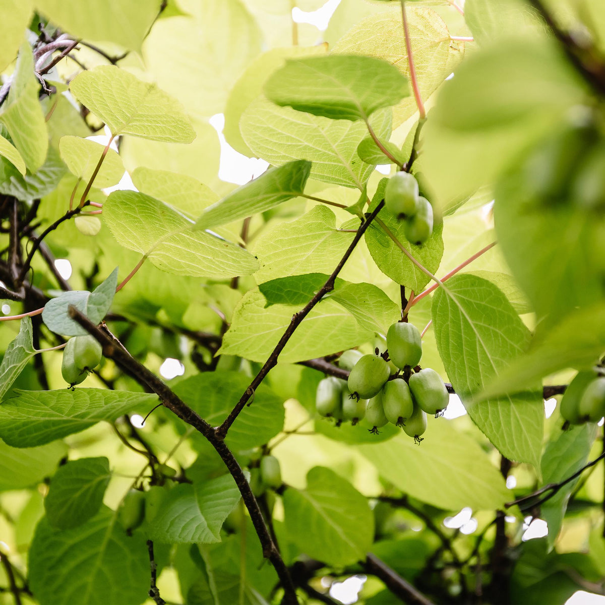 Actinidia arguta 'Issai' (groene vrucht) – 2 planten, Ø11 cm, 40 cm hoog