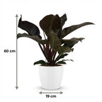 Philodendron Imperial Red dans pot de présentation blanc – Ø19 cm, 60 cm de haut