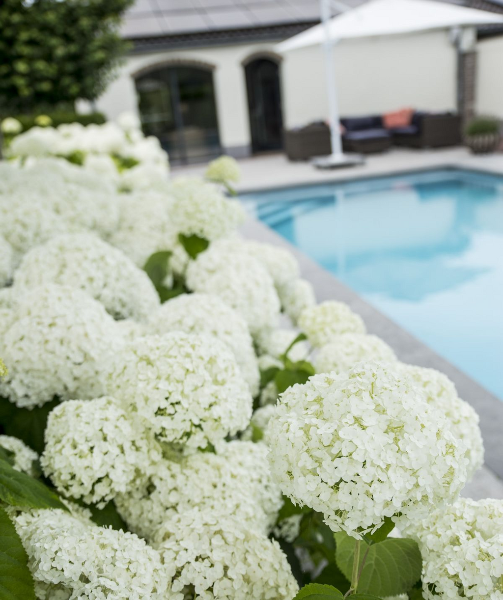 Hydrangea arbo. 'Strong Annabelle' (hydrangea) – Ø19 cm, 30 cm high – photo 3