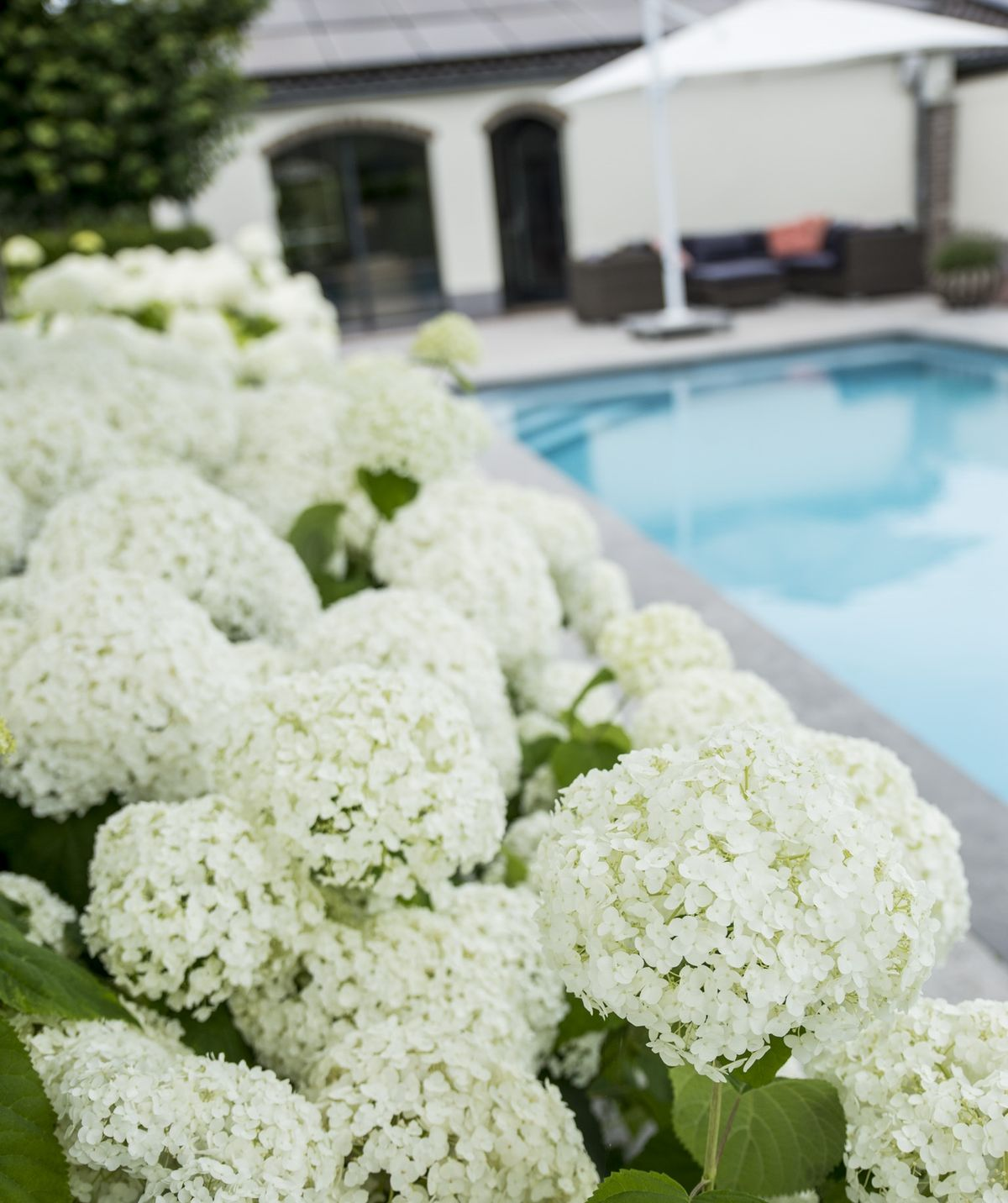 Hydrangea arbo. 'Strong Annabelle' (hortensia) – Ø19 cm, 30 cm hoog