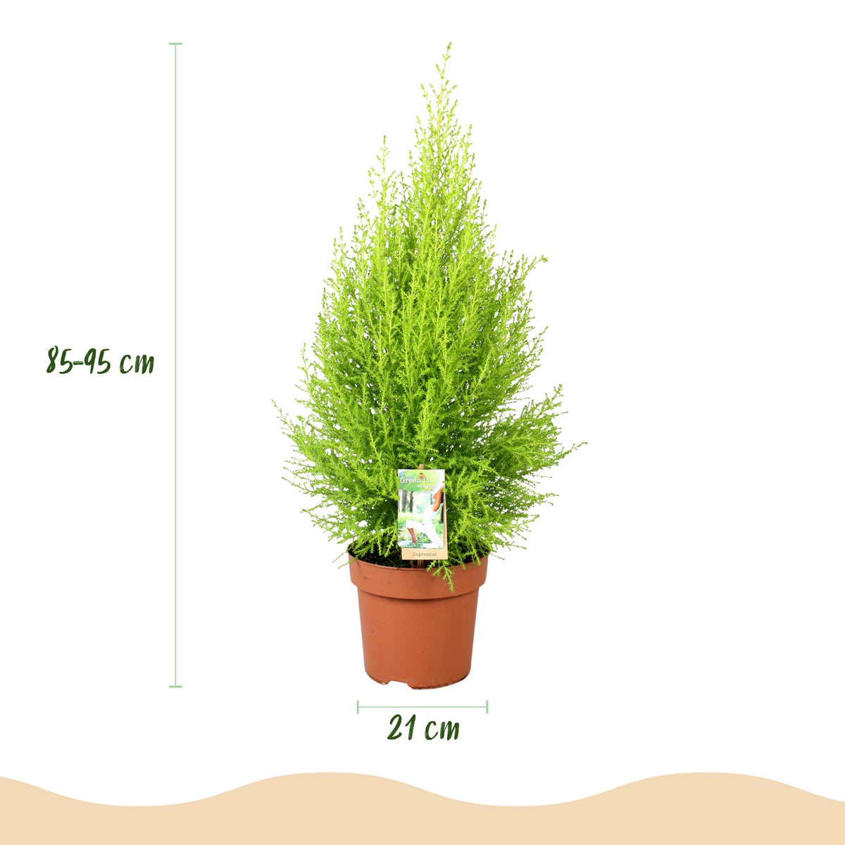 Cupressus Gold Crest Wilma (indendørs cypres) – Ø21 cm, 85–95 cm høj