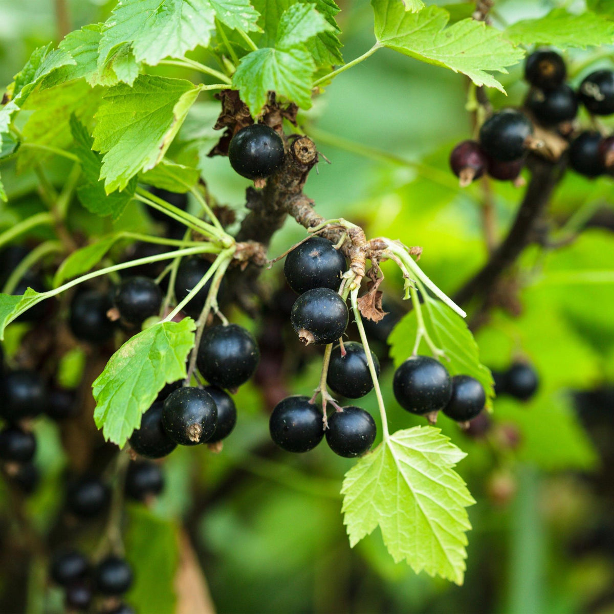 Ribes nigrum 'Titania' (cassis) – 2 plants, Ø15 cm, 50 cm de haut – photo 4