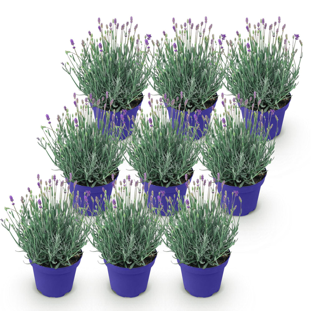 Lavandula angustifolia 'Hidcote' (lavendel) – paars – 9 planten, Ø12 cm, 15–25 cm hoog