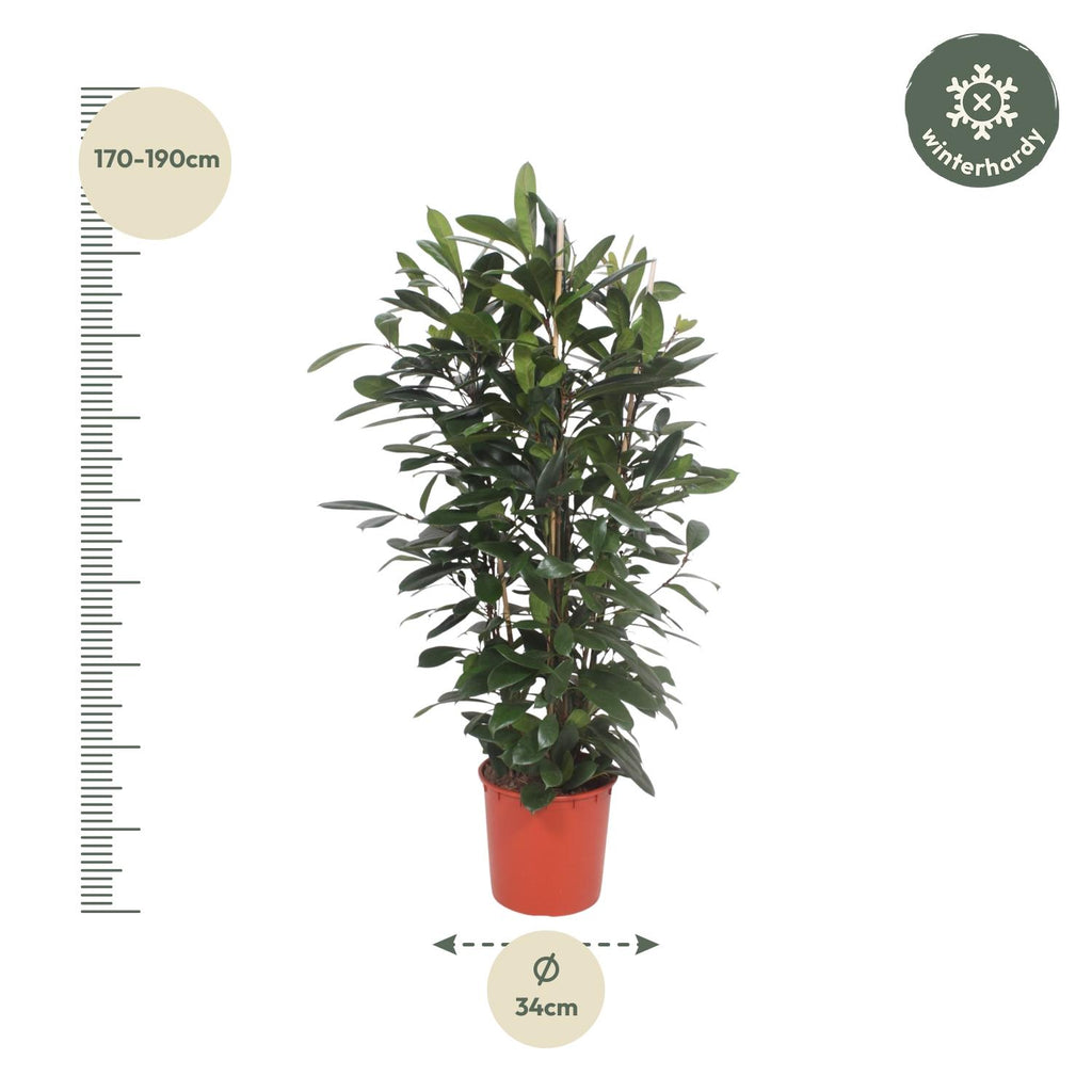 Ficus Cyathistipula struik – Ø34 cm, 180 cm hoog