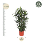 Ficus Cyathistipula struik – Ø34 cm, 180 cm hoog