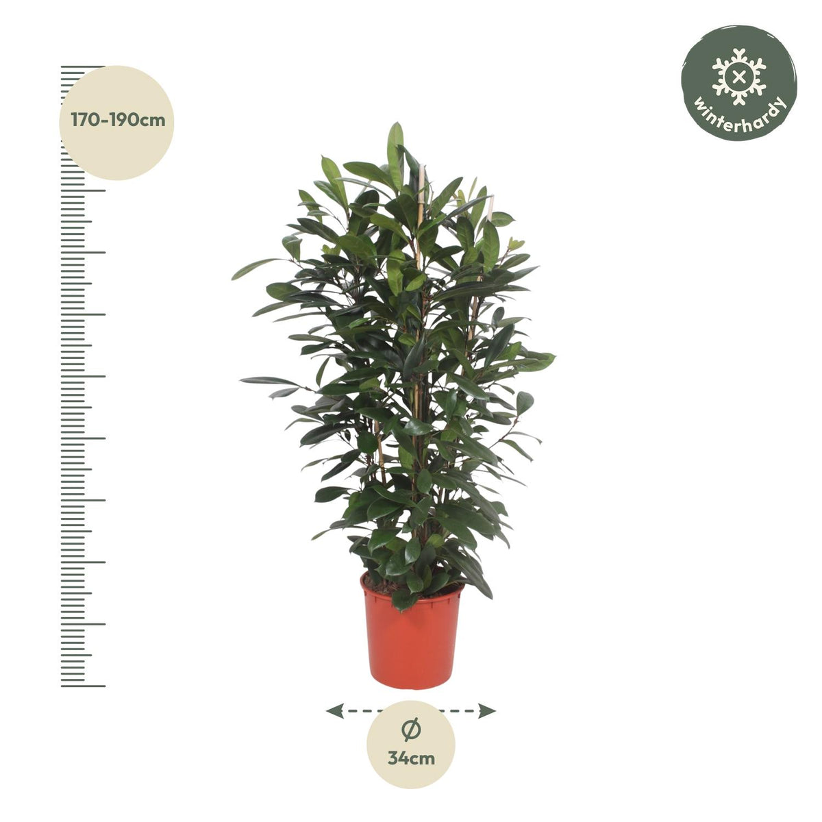 Ficus Cyathistipula struik – Ø34 cm, 180 cm hoog