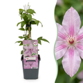 Clematis 'Hagley Hybrid' (grimpette) – rose – 4 plantes, Ø9 cm, 35 cm de haut