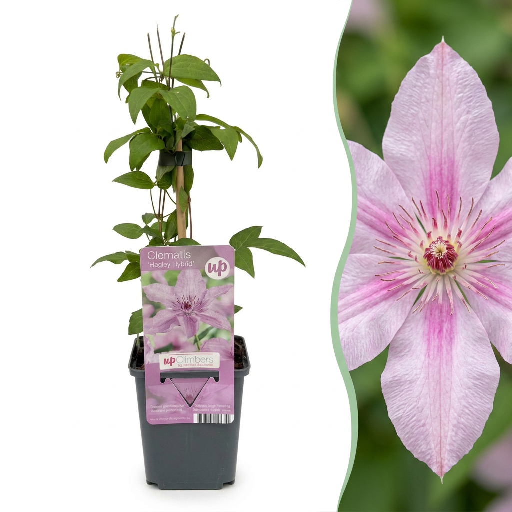 Clematis 'Hagley Hybrid' (bosrank) – roze – 4 planten, Ø9 cm, 35 cm hoog