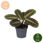 Maranta Fascinator Tricolor (plante prieuse) – Ø6 cm, 12 cm de haut