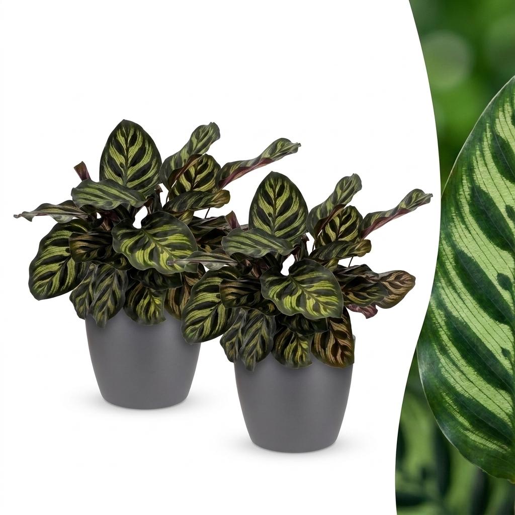 2× Calathea makoyana en pot décoratif gris – Ø12 cm, 25 cm de haut