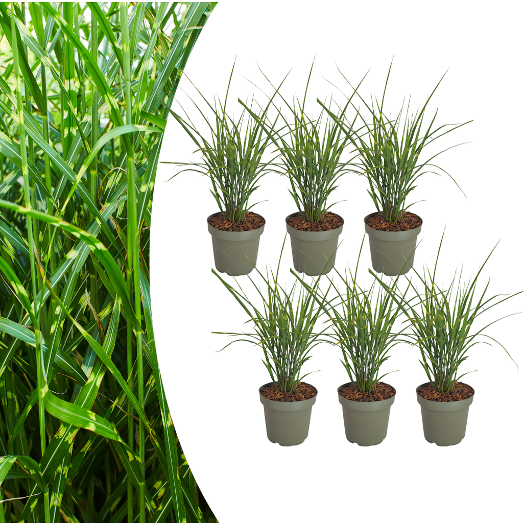 Miscanthus sinensis 'Zebrinus' (miscanthus à rayures) – 6 plants, Ø12 cm