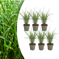 Miscanthus sinensis 'Zebrinus' (miscanthus à rayures) – 6 plants, Ø12 cm