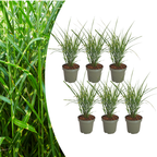 Miscanthus sinensis 'Zebrinus' (miscanthus à rayures) – 6 plants, Ø12 cm