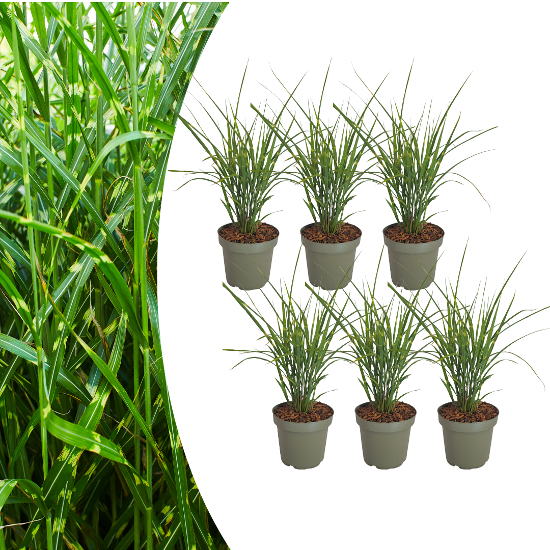 Miscanthus sinensis 'Zebrinus' (miscanthus à rayures) – 6 plants, Ø12 cm