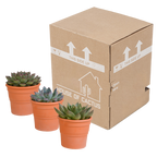Echeveria-Mix im Terrakottatopf – Ø 9 cm, 21 cm hoch