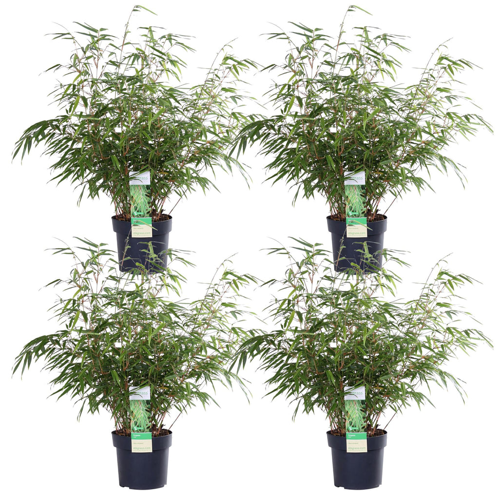 Fargesia rufa (bamboo) – 4 plants, Ø19 cm, 60 cm high