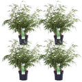 Fargesia rufa (bamboo) – 4 plants, Ø19 cm, 60 cm high