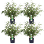 Fargesia rufa (bamboo) – 4 plants, Ø19 cm, 60 cm high