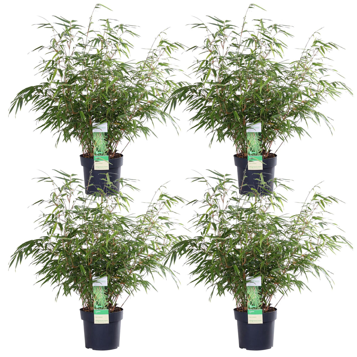 Fargesia rufa (bamboo) – 4 plants, Ø19 cm, 60 cm high