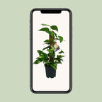 Scindapsus Epipremnum – Ø15 cm, 50 cm hoog