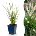 Pennisetum alop. 'Little Bunny' (herbe à chat) – 6 plantes, Ø11 cm, 15–25 cm de haut