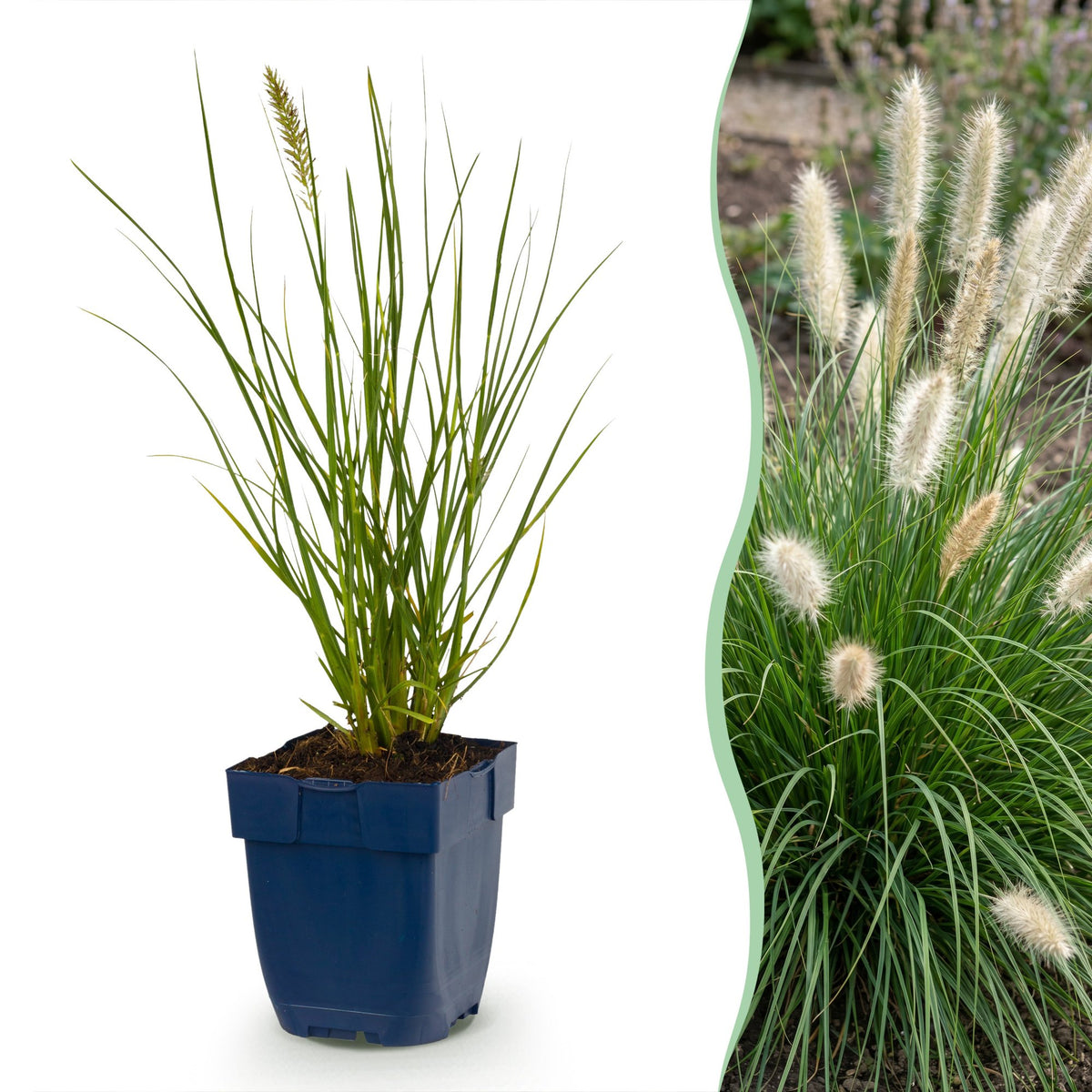 Pennisetum alop. 'Little Bunny' (herbe à chat) – 6 plantes, Ø11 cm, 15–25 cm de haut