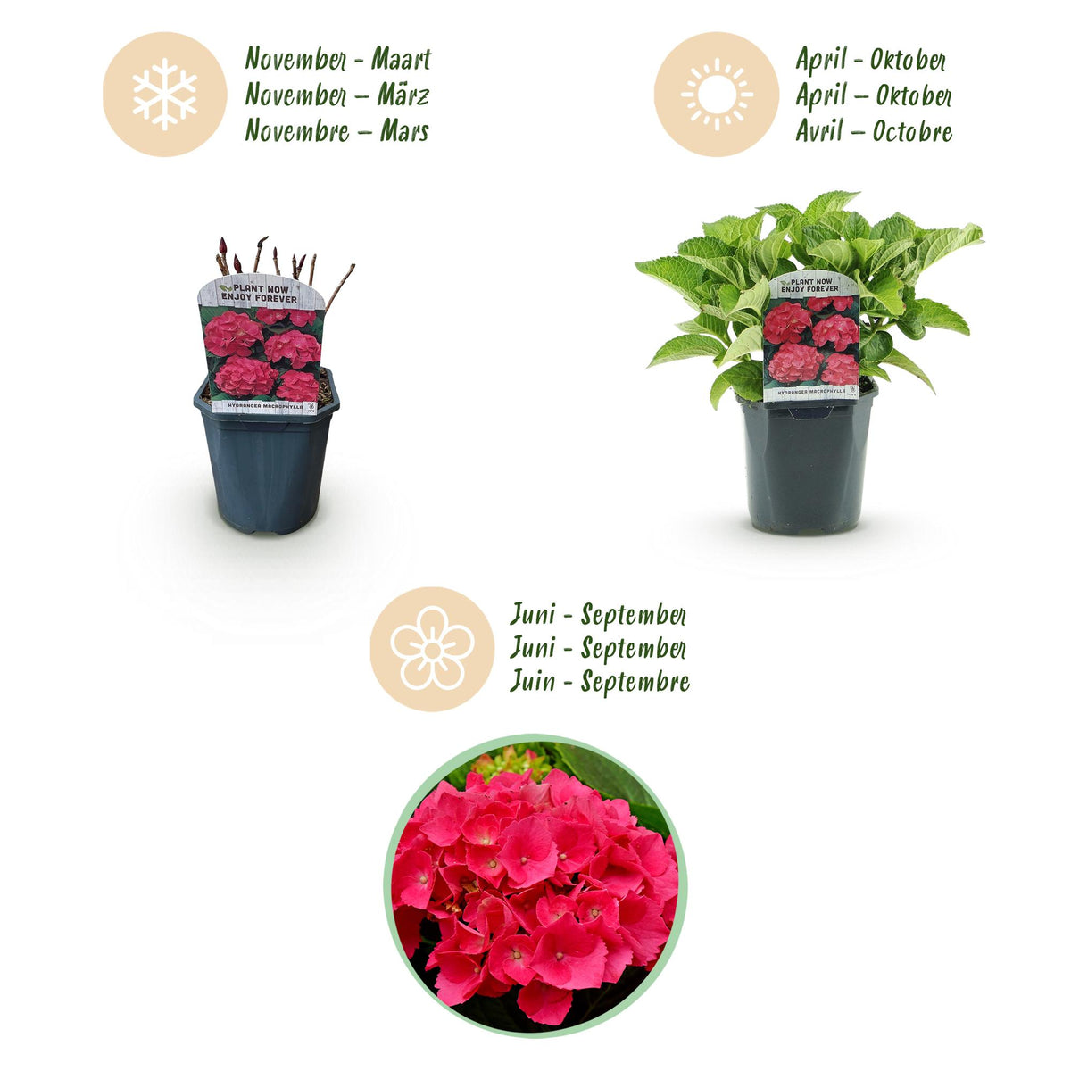 Hydrangea macrophylla 'Red' (Hortensie) – rot – Ø 17 cm, 30 cm hoch – Bild 6