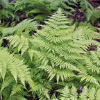 Dryopteris filix-mas (Wurmfarn) – 12 Pflanzen, Ø9 cm, 10–25 cm hoch