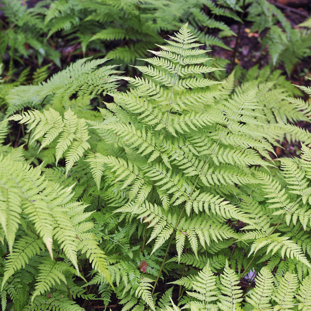 Dryopteris filix-mas (Wurmfarn) – 12 Pflanzen, Ø9 cm, 10–25 cm hoch – Bild 8
