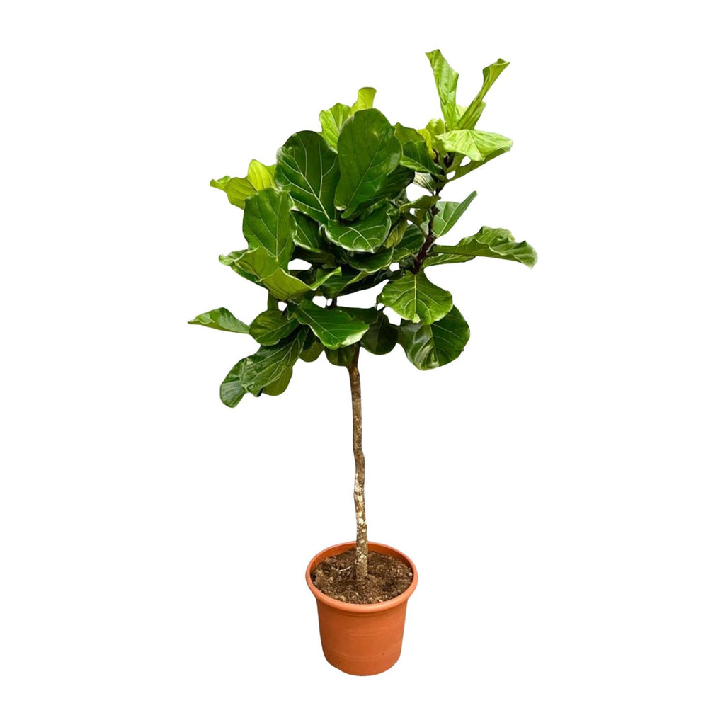 Ficus lyrata Baum XXL (Geigenfeigen) – Ø40 cm, 210 cm hoch