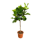 Ficus lyrata Baum XXL (Geigenfeigen) – Ø40 cm, 210 cm hoch
