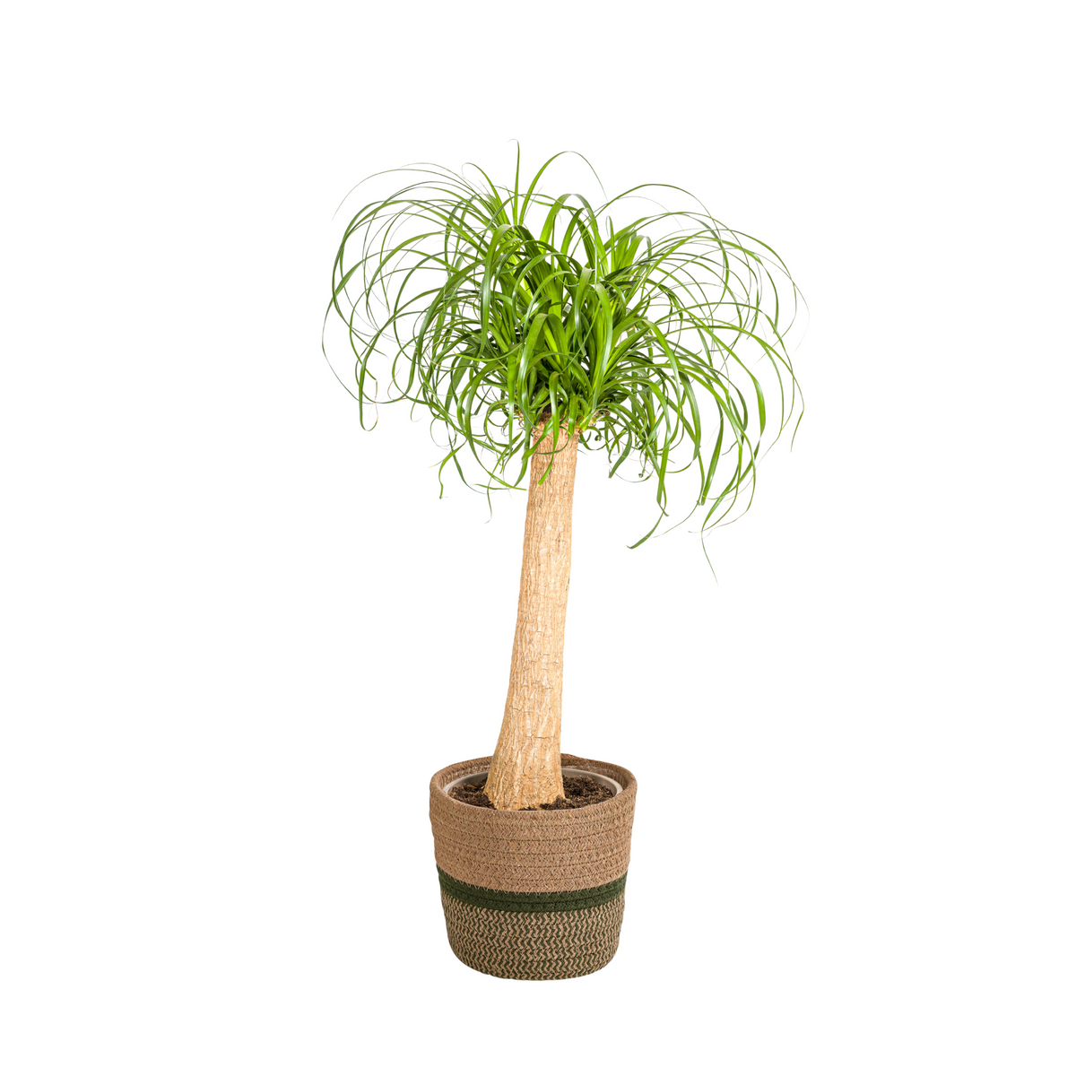 Beaucarnea recurvata Stam (olifantspoot) met mand – Ø24 cm, 80–100 cm hoog