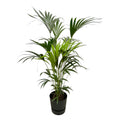 Kentia-Palme (Howea) in Greenville Rund-Übertopf schwarz – Ø30 cm, 160 cm hoch