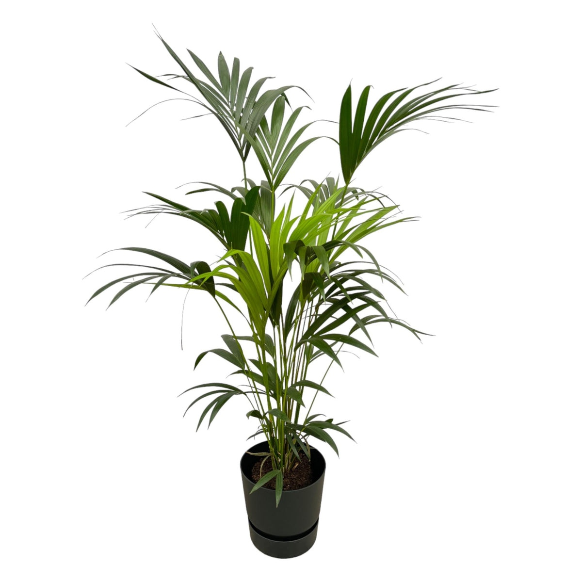 Kentia-Palme (Howea) in Greenville Rund-Übertopf schwarz – Ø30 cm, 160 cm hoch