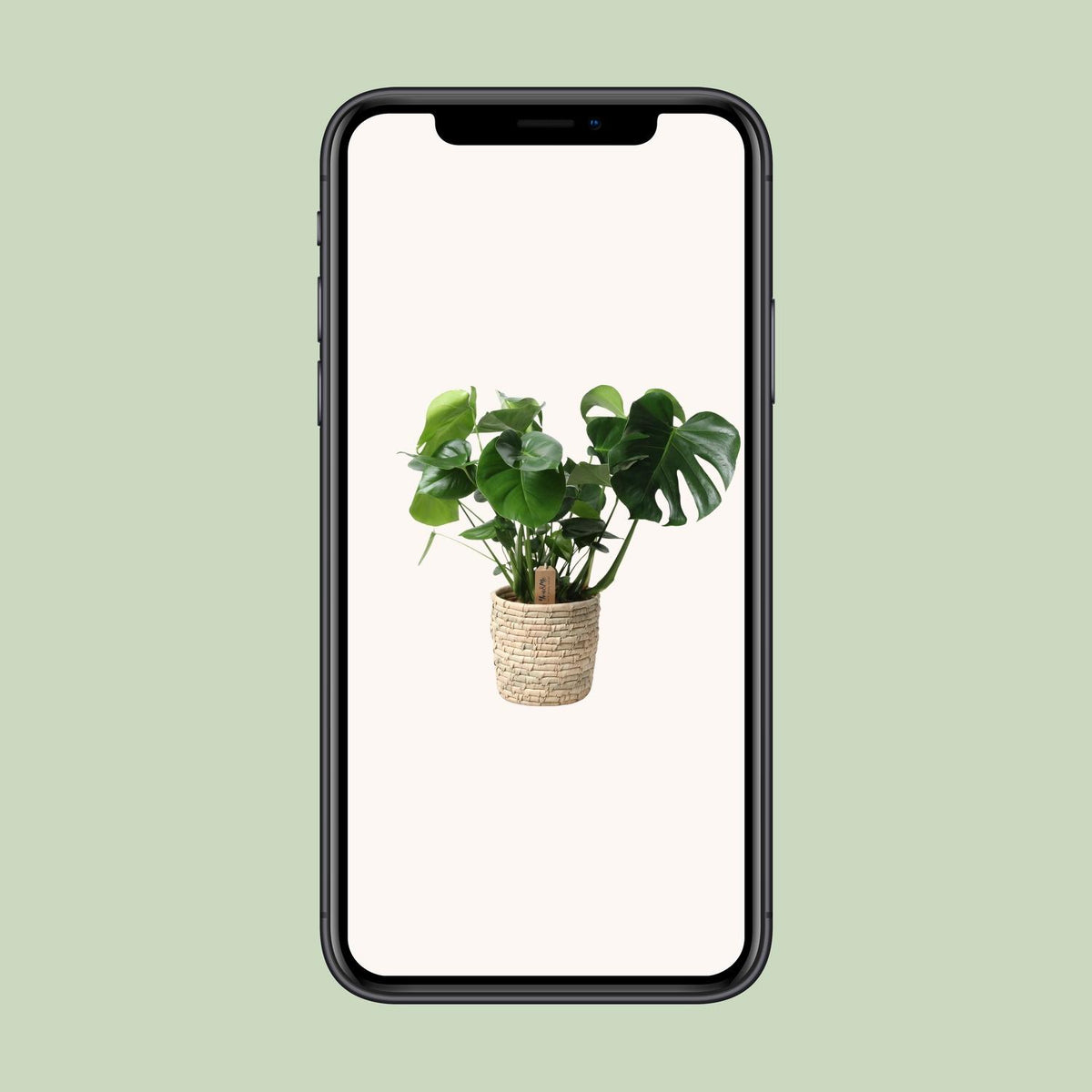 Monstera In Basket Palmleaf (gatenplant) – Ø21 cm, 60 cm hoog