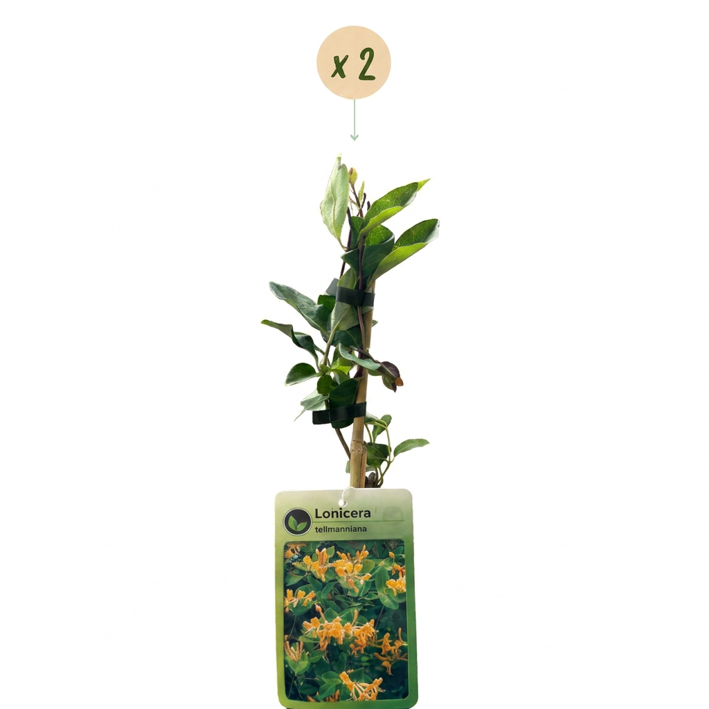 Lonicera tellmanniana (Tellmann-Geißblatt) – orange-gelb – 2 Pflanzen, Ø 9 cm, 35 cm hoch – Bild 2