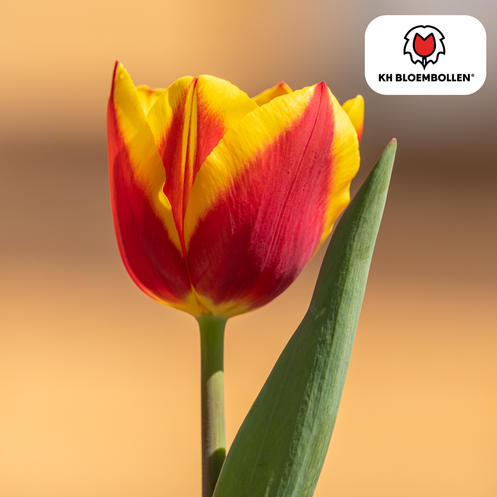 Tulipan 'Dow Jones' – 20 blomsterløg (løgstørrelse 11/12)