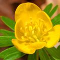 Winterakonit – 30 Blumenzwiebeln