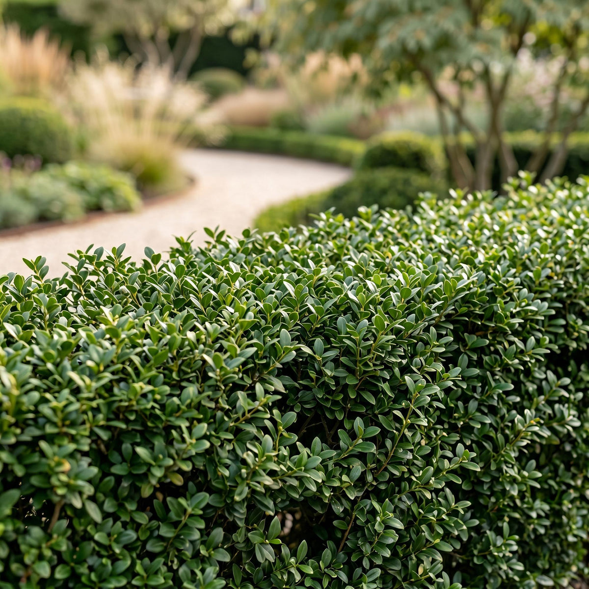 Ilex crenata 'Stokes' (Houx du Japon) – 24 plants, Ø9 cm, 20–30 cm de haut – photo 5