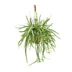 Lepismium Bolivianum (Cactaceae) – Ø17 cm, 55 cm høj