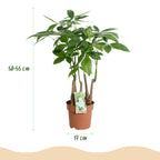 Pachira aquatica multi stam (geldboom) – Ø17 cm, 50–55 cm hoog